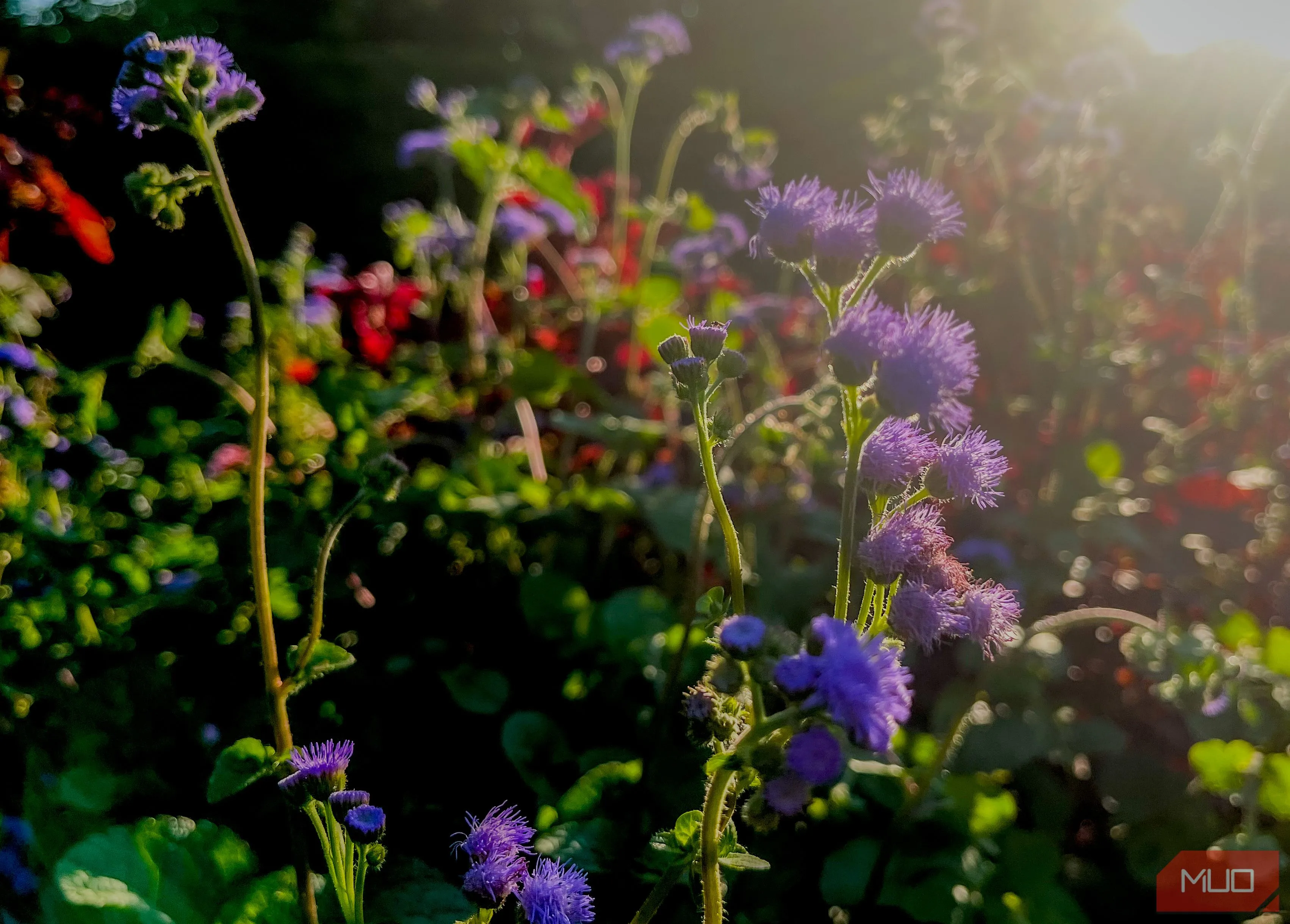 Backlit purple flowers in a floral background
