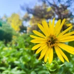Bức ảnh hoa màu vàng với phông nền xanh mờ ảo tạo hiệu ứng bokeh nông đẹp mắt.