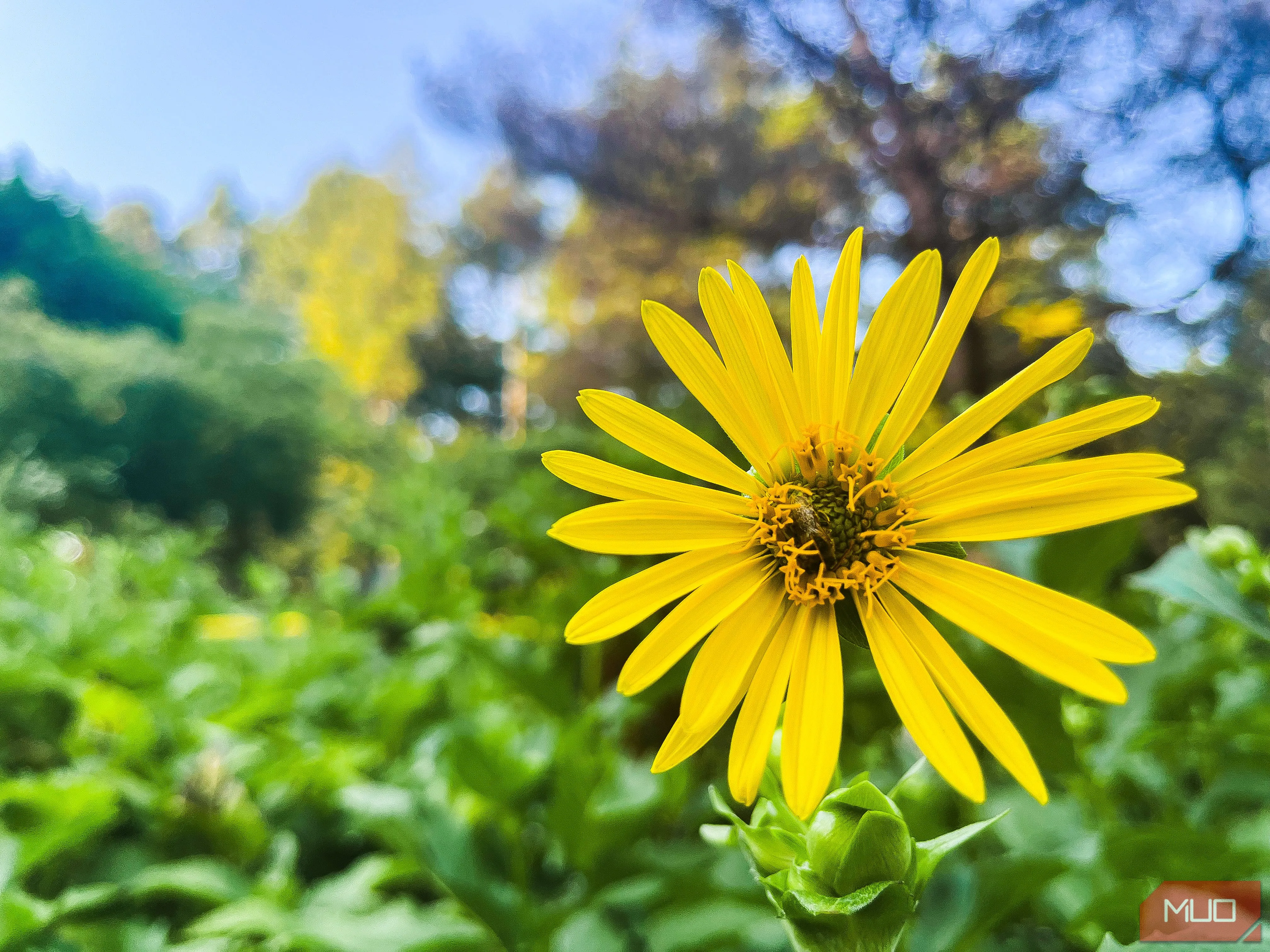 Bức ảnh hoa màu vàng với phông nền xanh mờ ảo tạo hiệu ứng bokeh nông đẹp mắt.