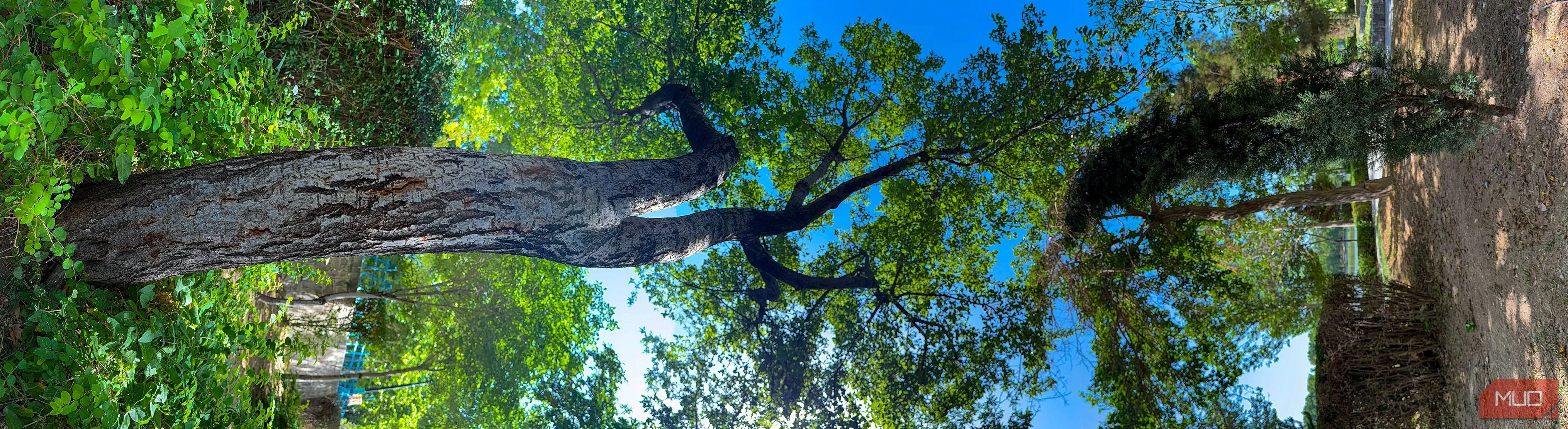 Bức ảnh panorama dọc về cây cối trong công viên sau khi được xoay 90 độ, tạo nên hiệu ứng thị giác độc đáo và nghệ thuật