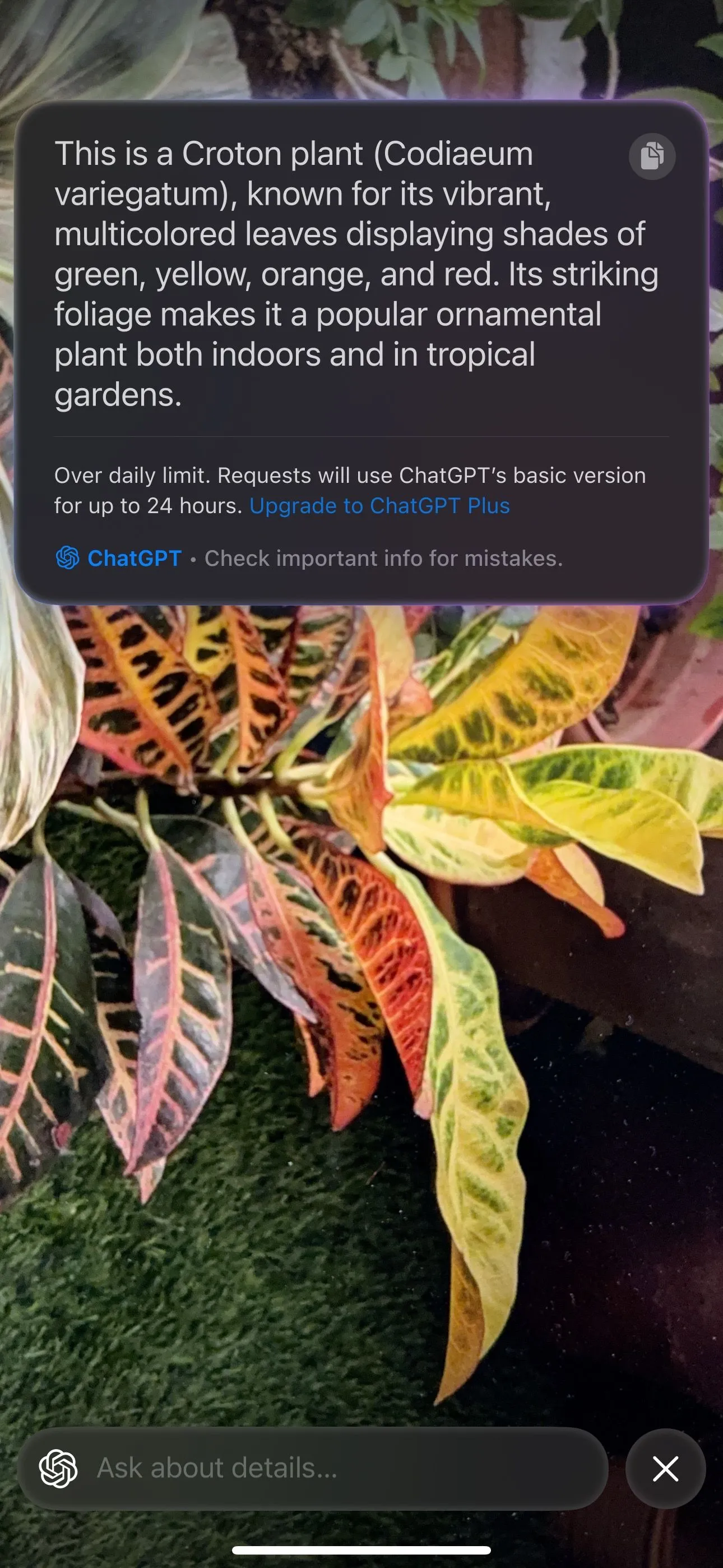 Chức năng Visual Intelligence trên iPhone nhận diện một loại cây với thông tin chi tiết