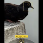 Giao diện Chế độ Chân dung trên iPhone với tùy chọn Ánh sáng Tự nhiên được chọn