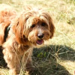 Hình ảnh một chú chó vàng ngồi giữa cánh đồng, được dùng làm ảnh thử nghiệm xóa nền AI