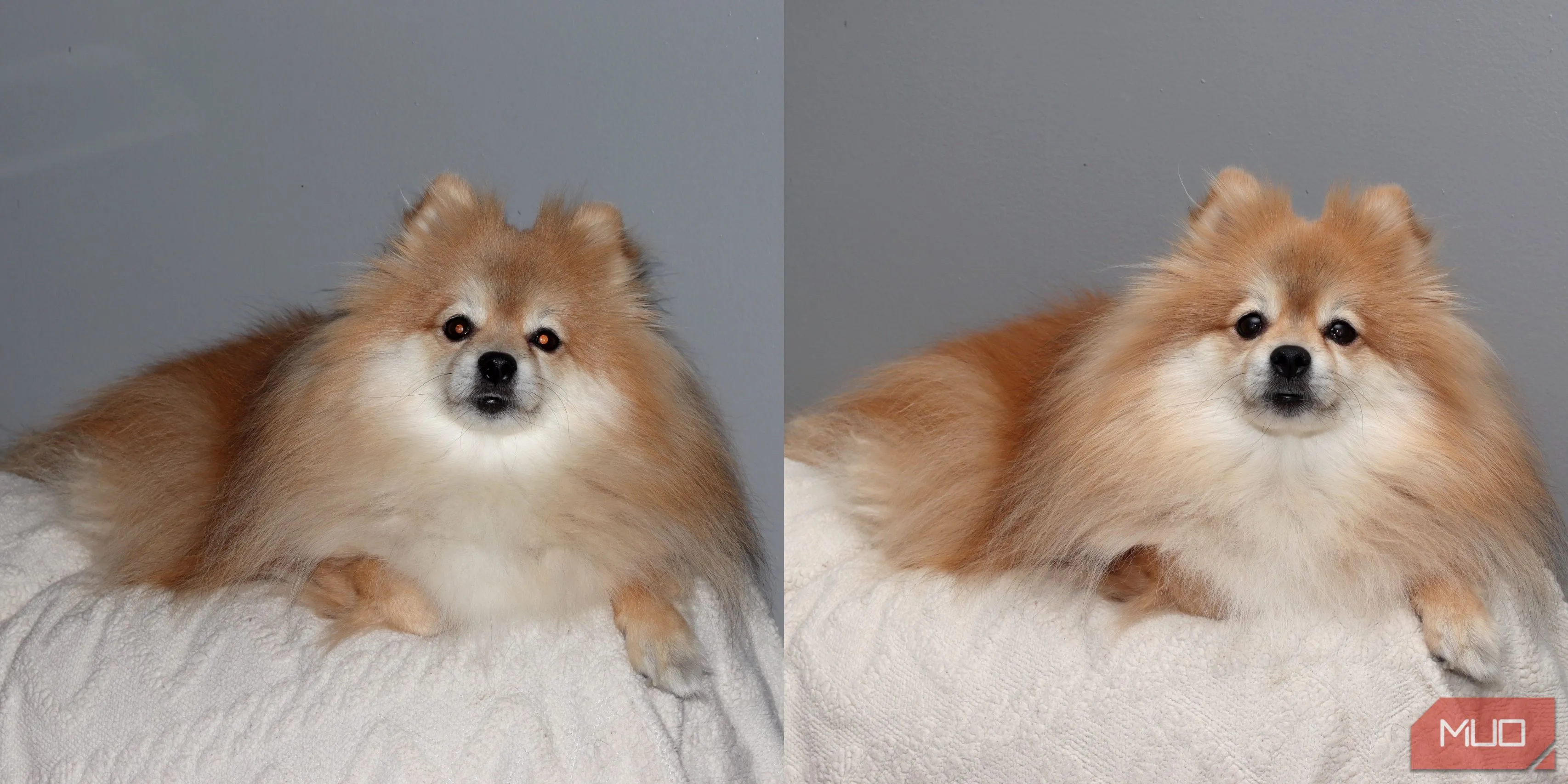 So sánh ảnh chụp chó Pomeranian với flash tích hợp (trái) và đèn flash Godox VING (phải)