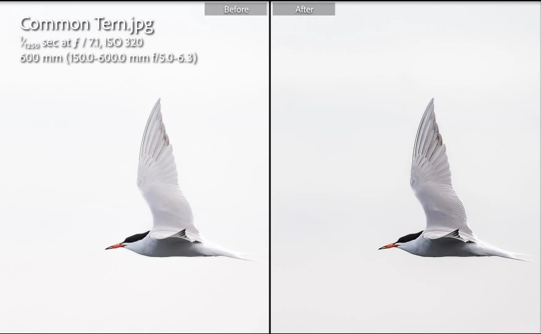 So sánh ảnh trước và sau khi chỉnh sửa bằng Lightroom theo gợi ý AI